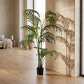 HAWAII PALM PLANT