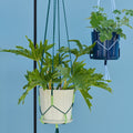 Phanta Plant Hanger