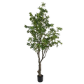 PIERIS JAPONICA TREE