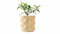 MUXEL PLANTER