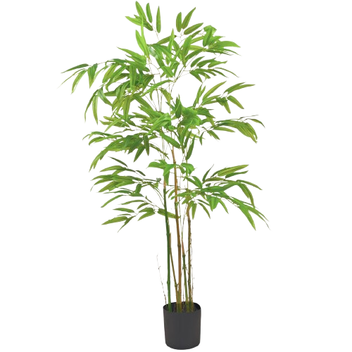 BAMBOO PLANT