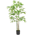 BAMBOO PLANT