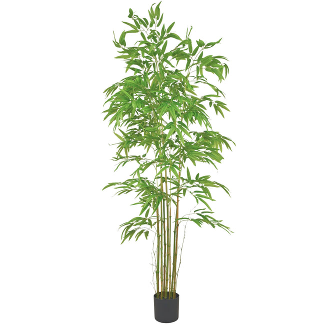 BAMBOO PLANT