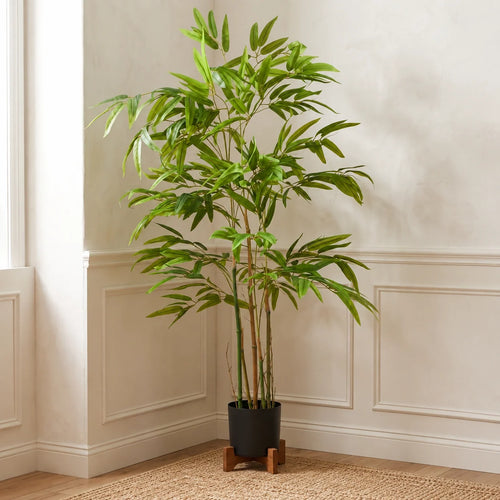 BAMBOO PLANT