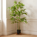 BAMBOO PLANT