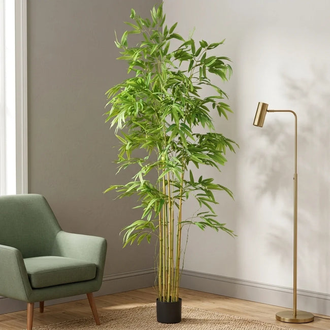 BAMBOO PLANT