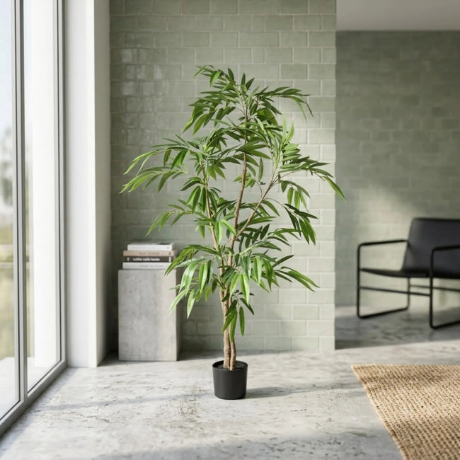 FICUS TREE (Long Leaves)
