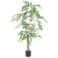 FICUS TREE (Long Leaves)