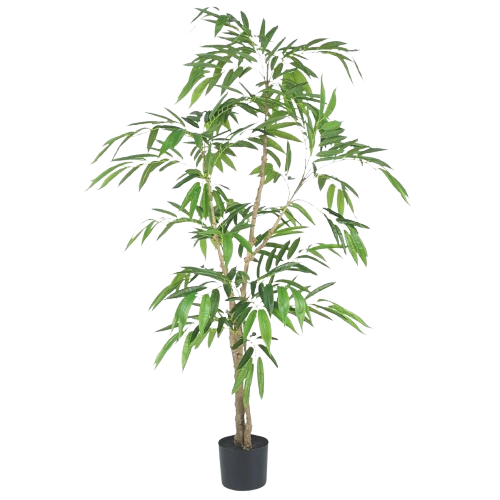 FICUS TREE (Long Leaves)