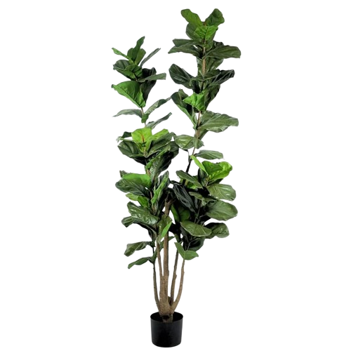FIDDLE LEAF FIG TREE