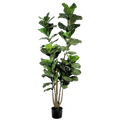 FIDDLE LEAF FIG TREE