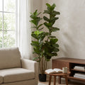 FIDDLE LEAF FIG TREE