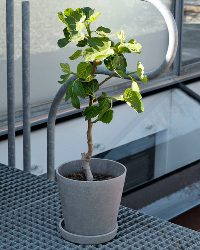 Flowerpot With Saucer With Hole