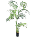 HAWAII PALM PLANT