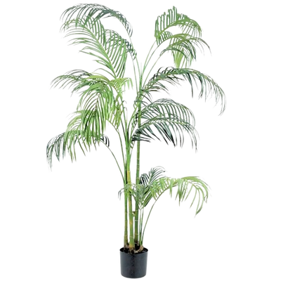 HAWAII PALM PLANT