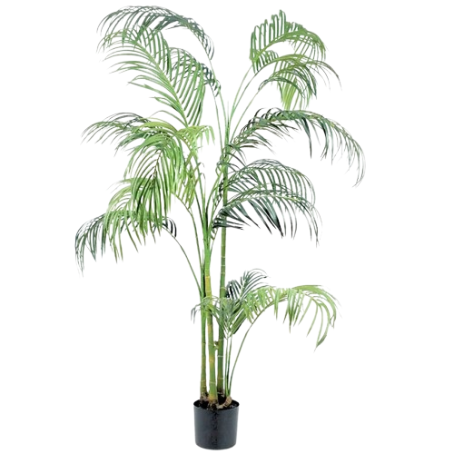 HAWAII PALM PLANT
