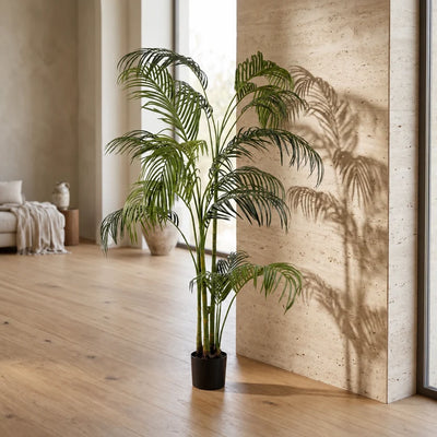 HAWAII PALM PLANT