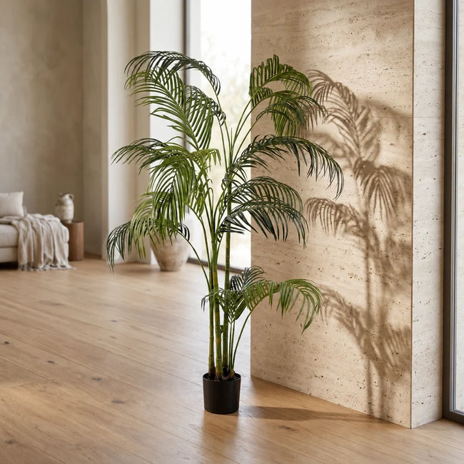HAWAII PALM PLANT