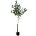 OLIVE TREE PLANT