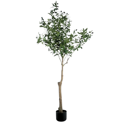 OLIVE TREE PLANT