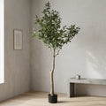 OLIVE TREE PLANT