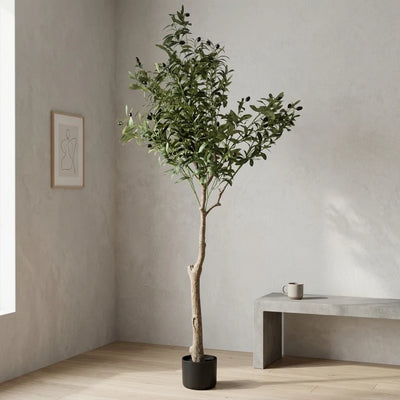 OLIVE TREE PLANT