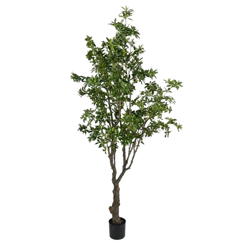 PIERIS JAPONICA TREE