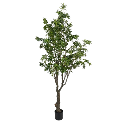 PIERIS JAPONICA TREE