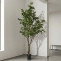 PIERIS JAPONICA TREE