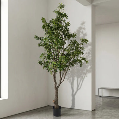 PIERIS JAPONICA TREE