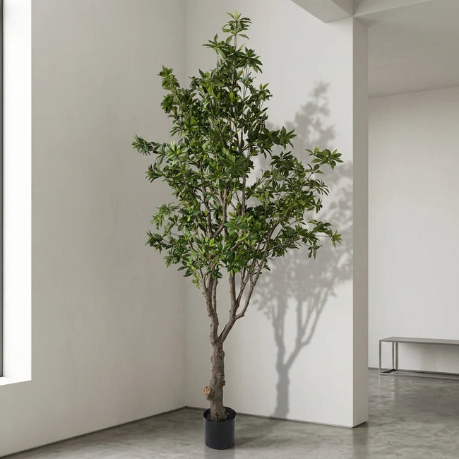 PIERIS JAPONICA TREE