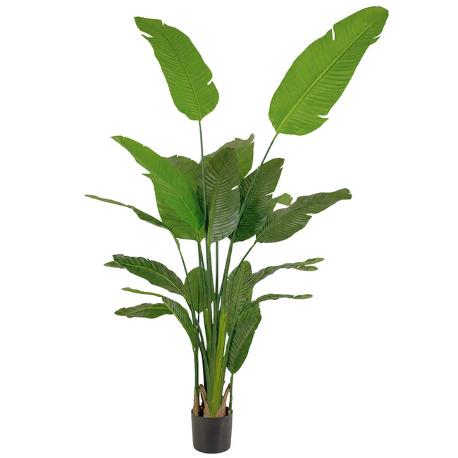 TRAVELLERS PALM