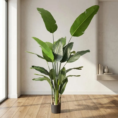 TRAVELLERS PALM