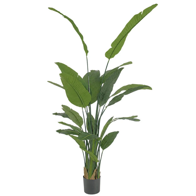 TRAVELLERS PALM