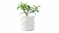 MUXEL PLANTER